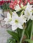 thumb IMG 7617